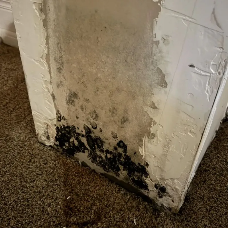 Professional Mold Removal in Nassau Bay, TX